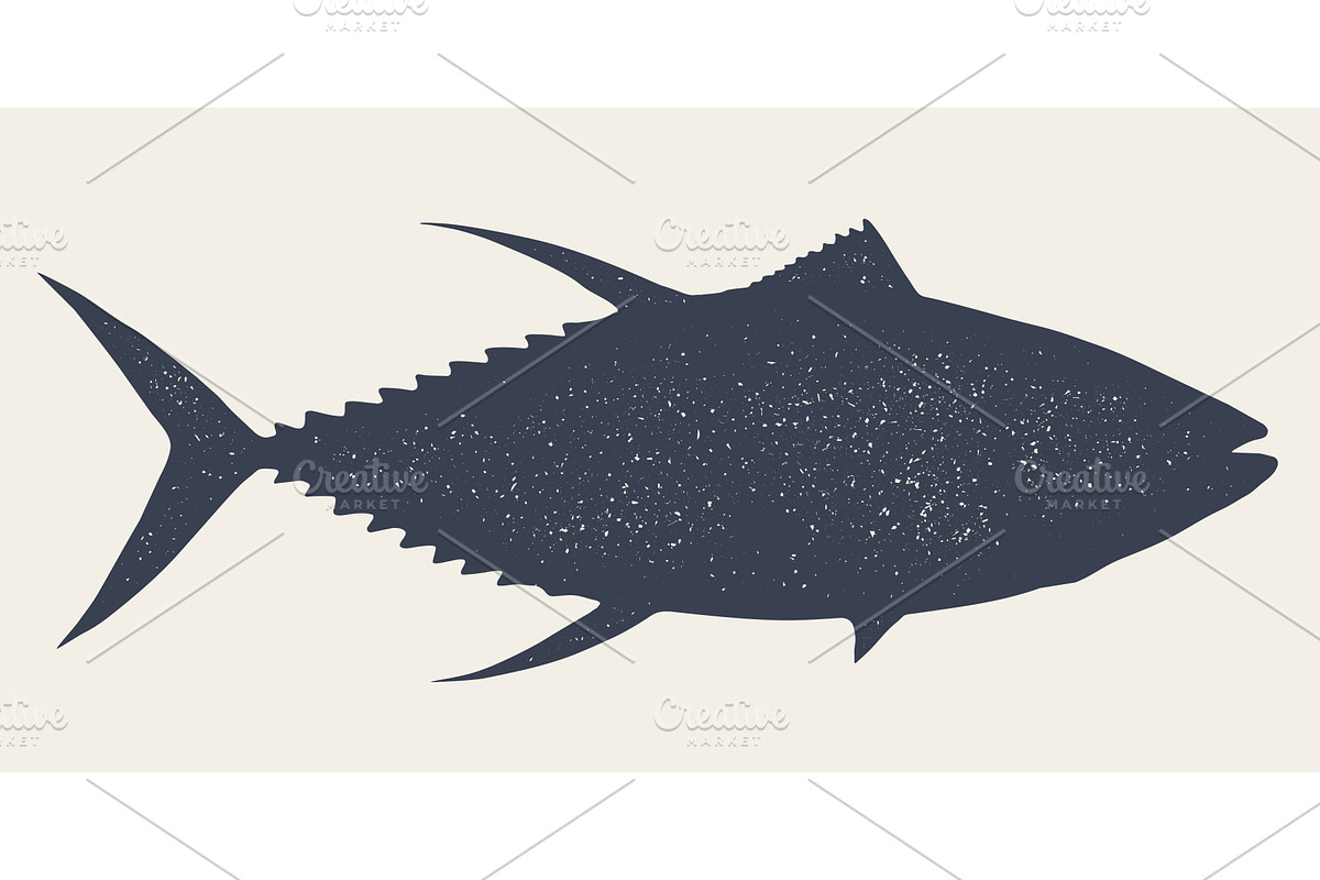 Gilt-head bream, fish, Dorado, an Animal Illustration by Foxys Graphic