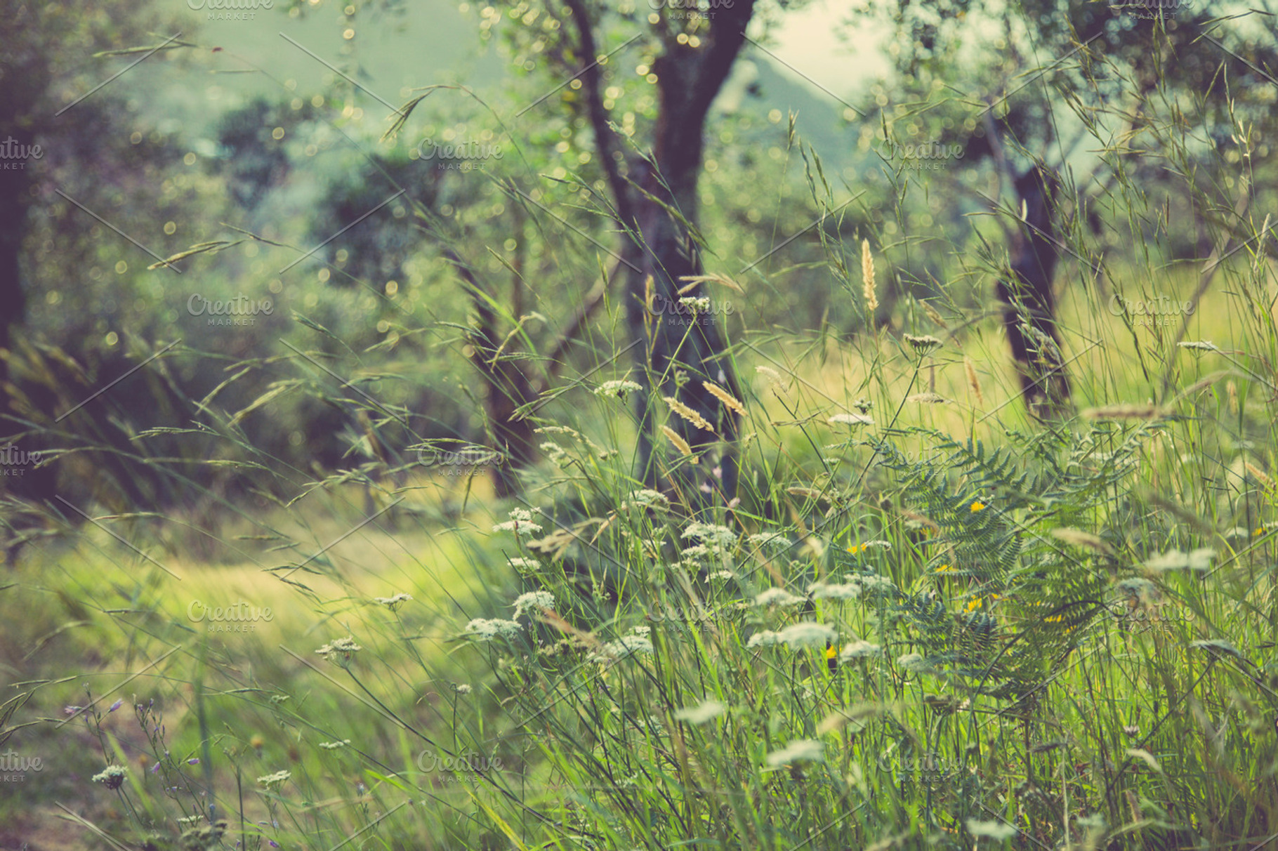 Iseeyouphoto summermeadow 5 stock photo containing nature and summer