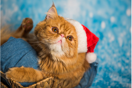 Angry cat in red Santa Claus hat on, an Animal Photo by COLORFUL