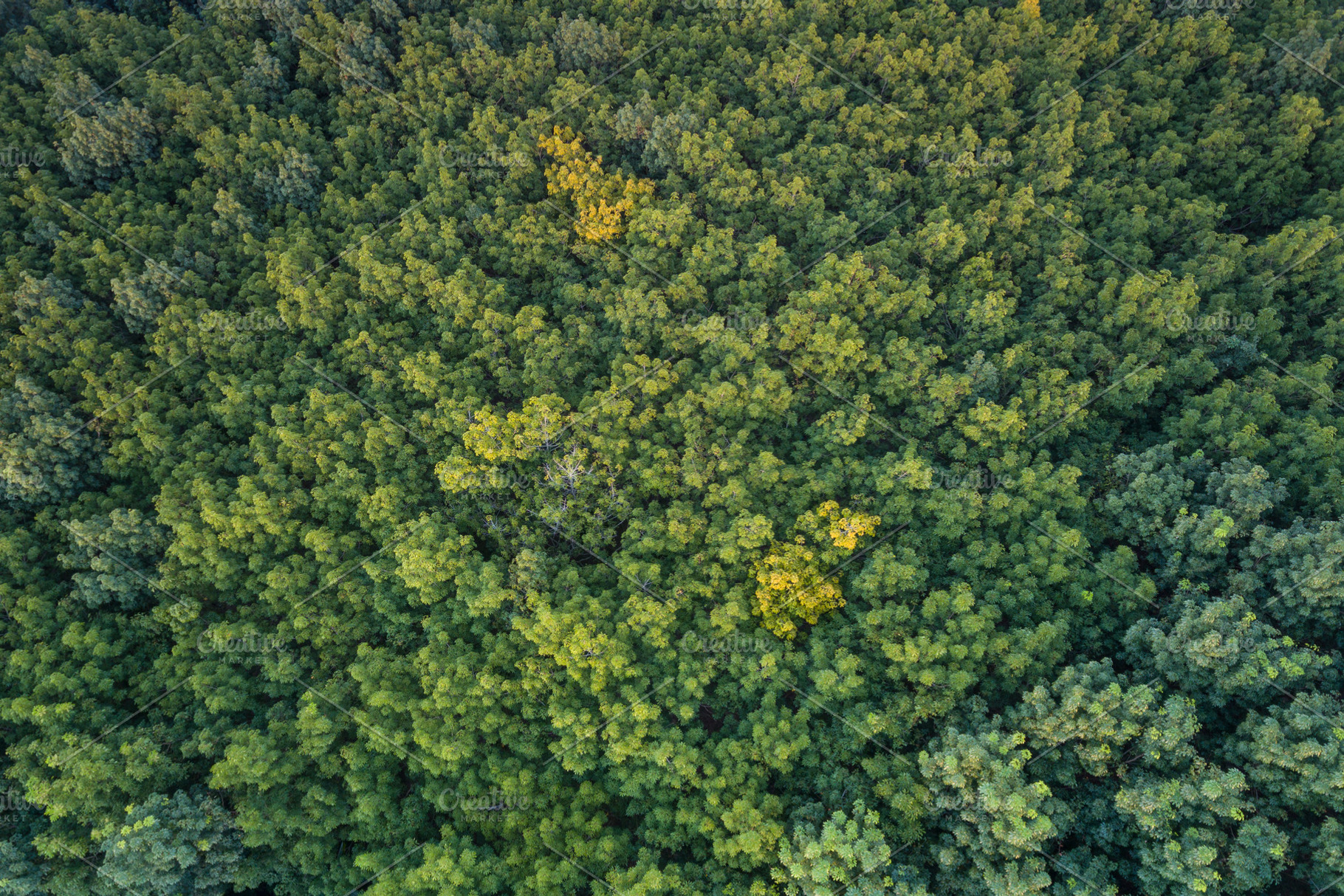 Aerial view of rubber plantations, a Nature Photo by Love Silhouette