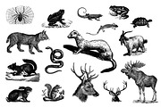 Animals Vector Vintage Illustrotions, an Animal Illustration by hypegraphic (Thumbnail 3 of 5)