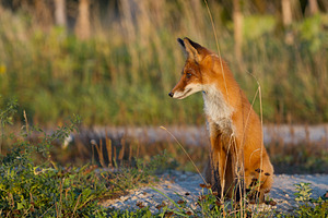 Cute young fox cub on the grass back featuring fox, cub, and red