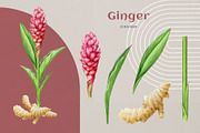 Adaptogenic Medicinal Plant Clipart, a Healthcare Illustration by AnitaPol (Thumbnail 6 of 24)