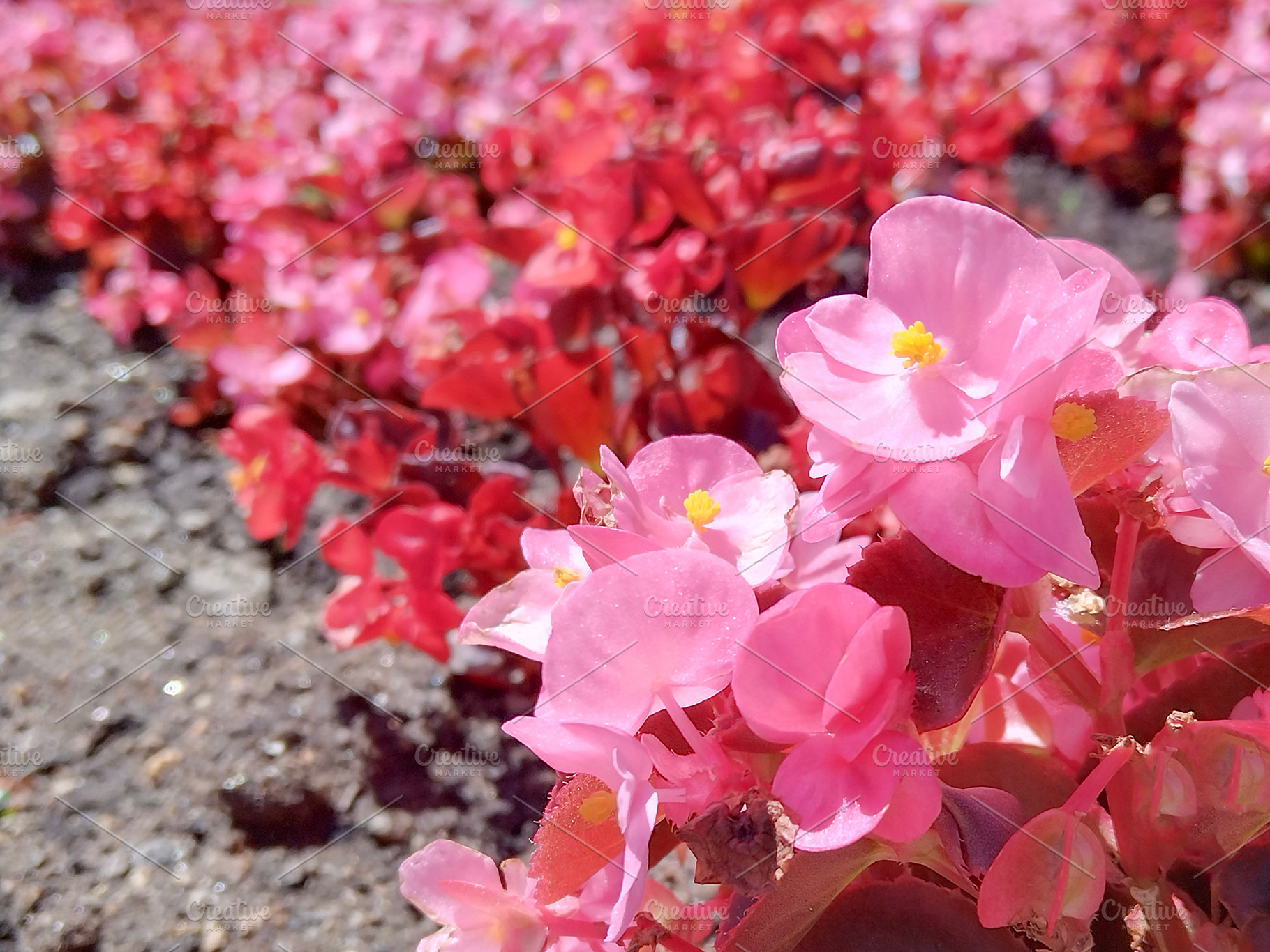 Close-up of blooming pink flowers, a Nature Photo by DanFLCreativo