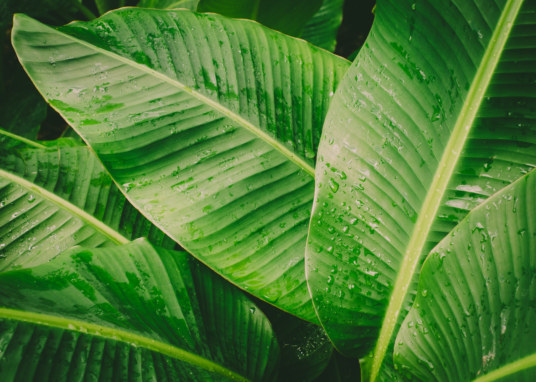 Banana leaves background featuring banana leaf, leaves, and banana, a ...