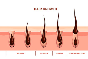 Hair growth cycle infographic, a Healthcare Illustration by Vector Tradition