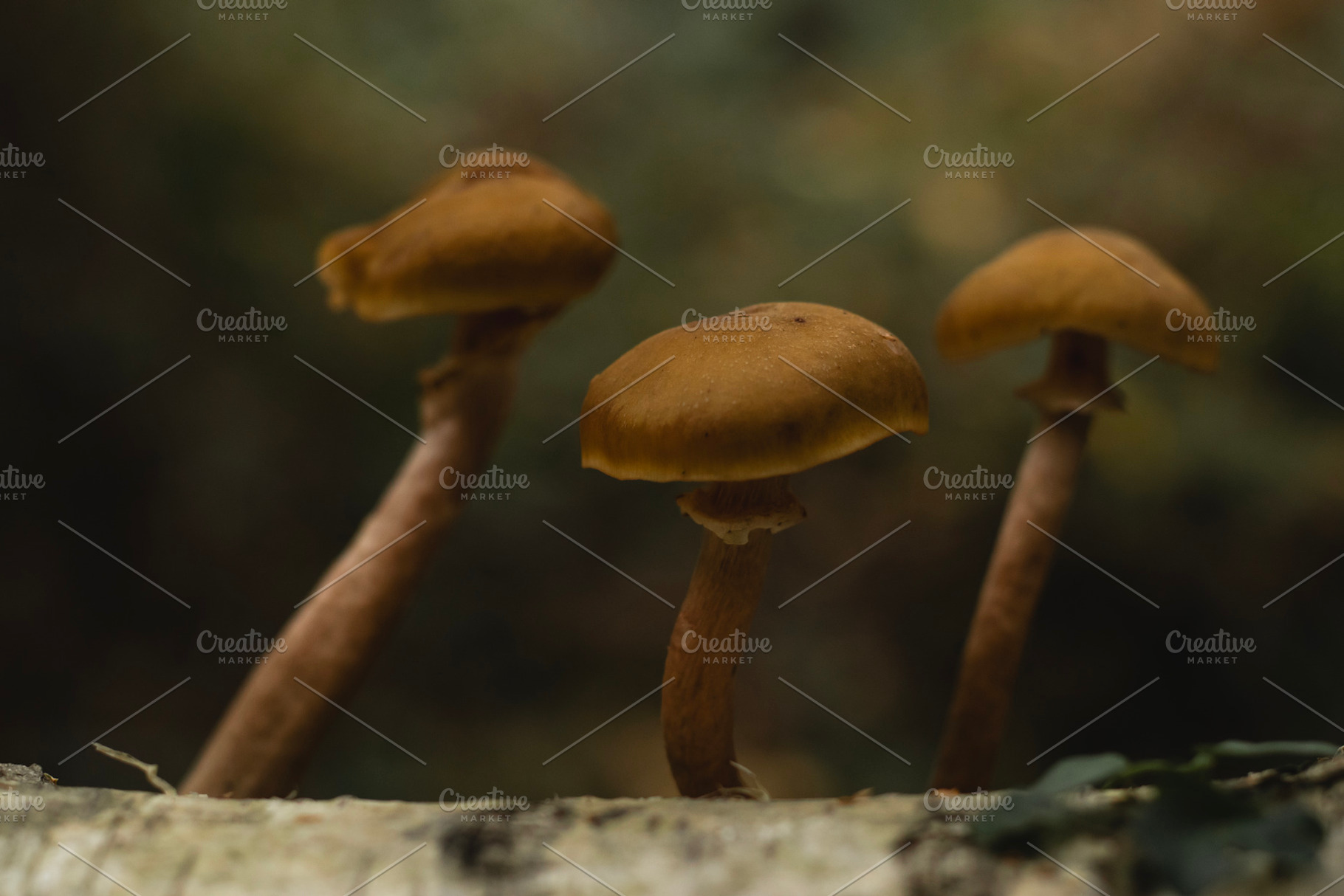Forest mushroom fungi growing on log, a Nature Photo by René Jordaan Photography