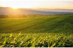 Landscape of corn field. Green, a Nature Photo by volodymyrshtun13795