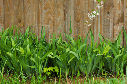 Grass on a background of fence containing the, grass, and young, a Nature Photo by oleghz