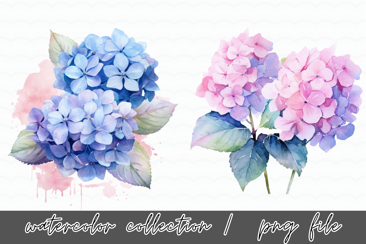 Hydrangea Flowers Watercolor Clipart, an Illustration by SindyPrintDesign (Photo 2 of 4)
