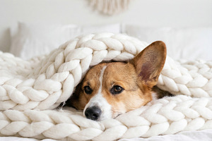 Adorable Corgi dog on bed, an Animal Photo by Virgo Studio