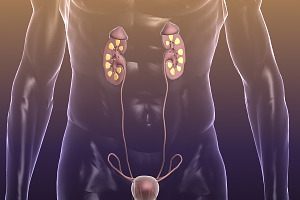 Human Reproductive & Urinary System