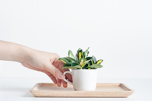 Woman's hand holding a cup