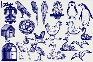 Different Types Of Birds