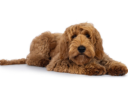 Labradoodle dog on white background, an Animal Photo by Cat'chy Images by Nynke
