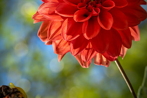Flower & Garden Collection 15 photos, a Nature Photo by Silent Nature