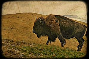 Female Buffalo ART