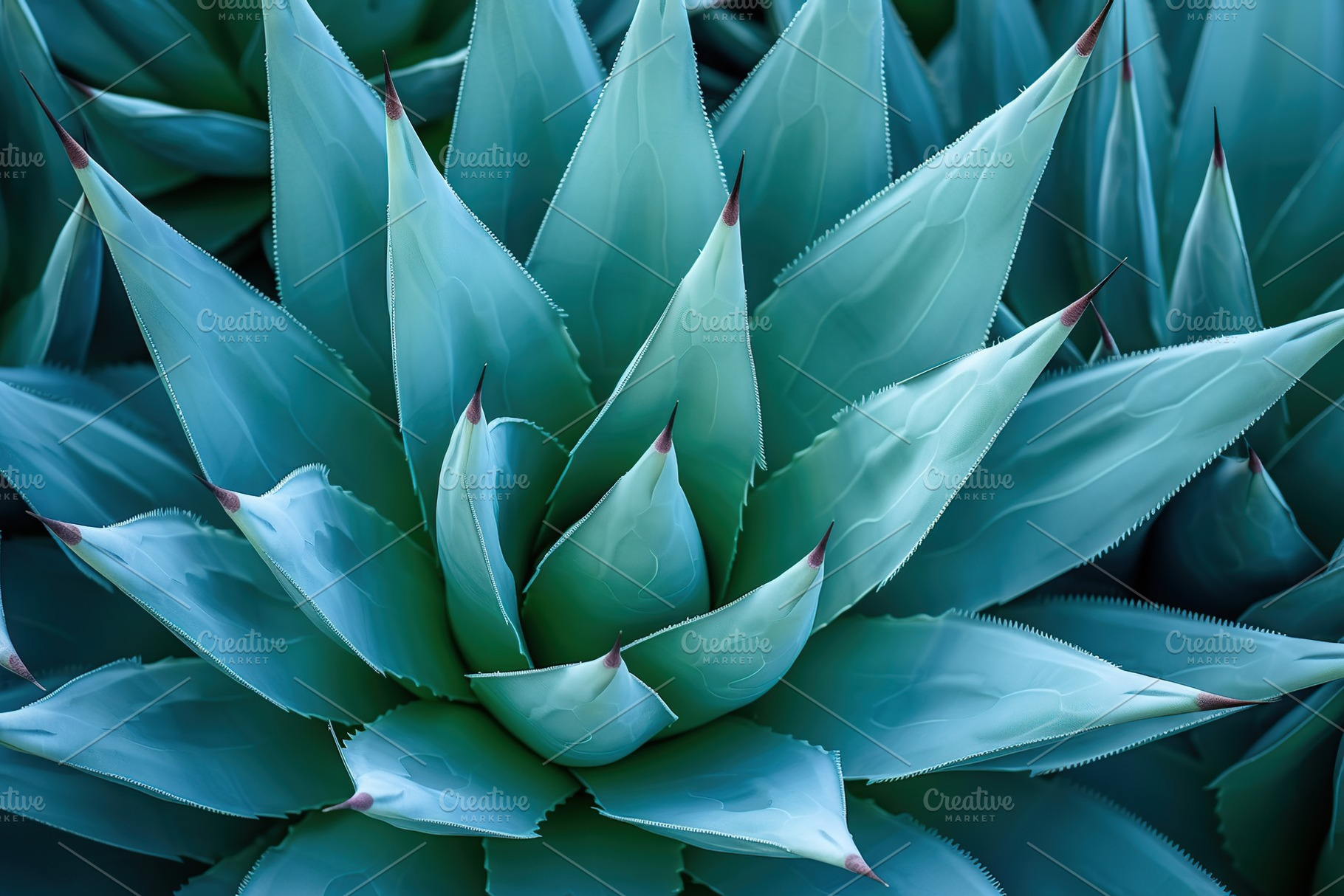 Background of green agave cactus, a Nature Photo by AlyaAnd