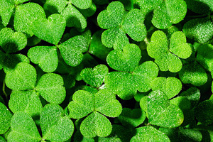 Green clover leaves covered with morning dew drops. Macro background of fresh t, a Nature Photo by Eugene_Photo