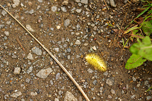 Yellow caterpillar crawling across, a Nature Photo by Elena Vagengeim