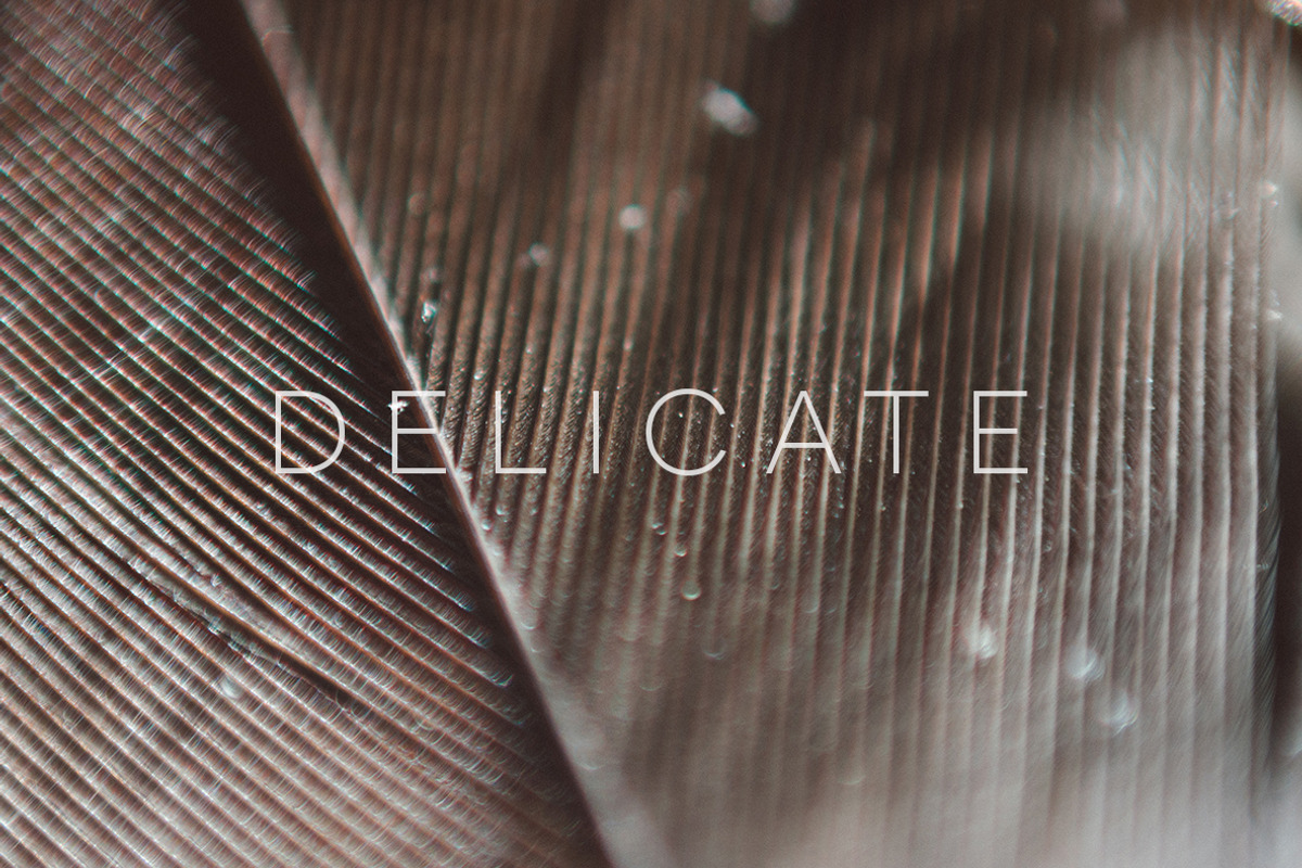 Delicate | 20 Feather Photos, a Nature Photo by Melanie Helena (Photo 18 of 20)