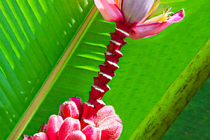 Red bananas, a Photo by saiko3p