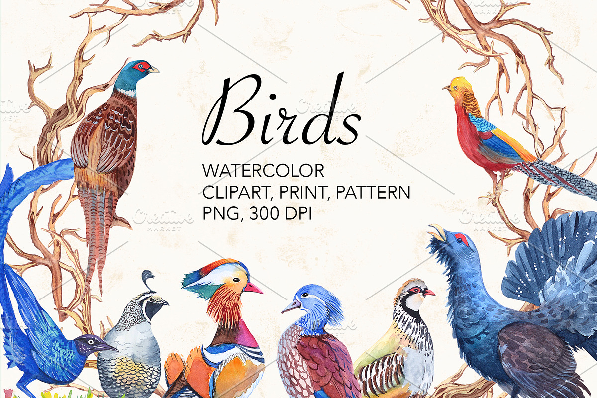 Watercolor forest birds., an Illustration by lilisavelieva (Photo 1 of 5)