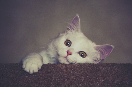 Kitty - wild