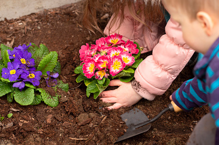 A Young Child Planting Primrose Flowers in the Flower Bed, a Nature Photo by P Maxwell Photography