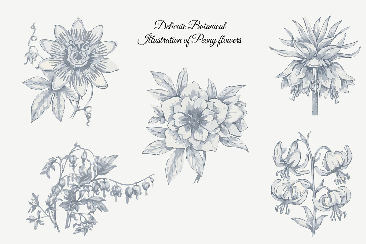 23 Collection - Peony Flowers, an Illustration by By_Pedram (Photo 4 of 6)