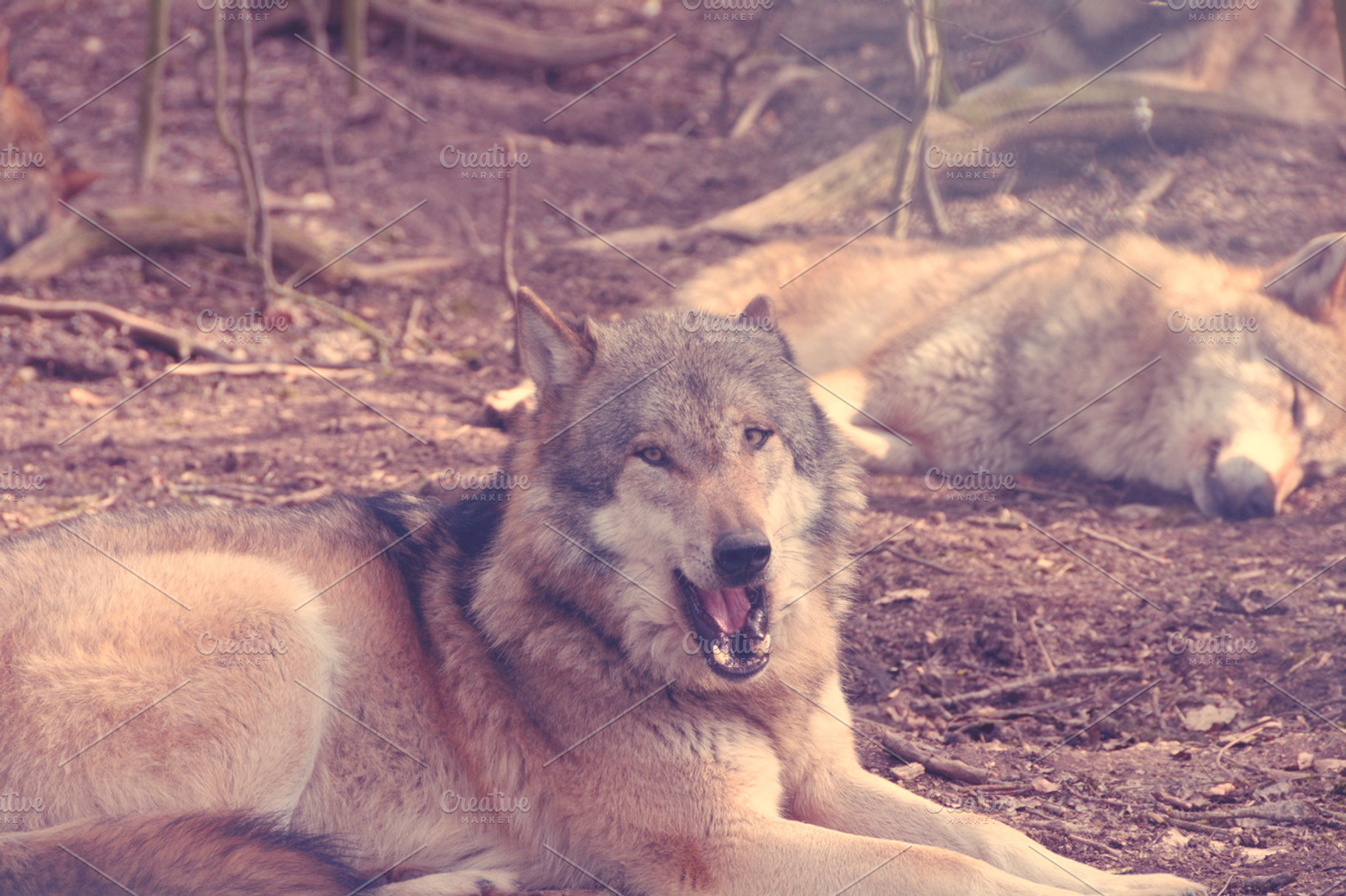 Wolve yawning and lying around, an Animal Photo by Beavergraphy