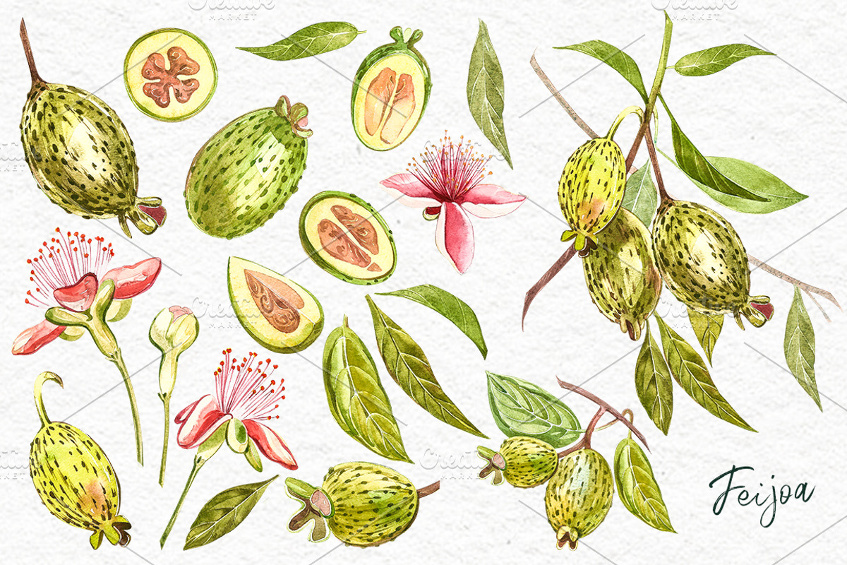 Feijoa Graphic & Watercolor clipart, a Food Illustration by Ann Astro (Photo 4 of 10)