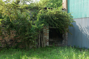 old wall and door overgrown with vegetation, a Photo by WorldOfPhotos