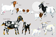 Ultimate Goats: 12 Watercolor Breeds, an Animal Illustration by FineArt (Thumbnail 4 of 8)