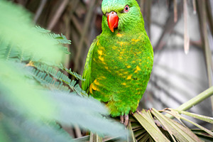 Green lorikeet perched among tropical leaves on Kangaroo Island,, an Animal Photo by GoodGoods