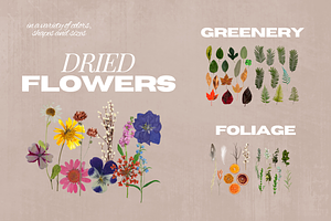 Dried Flowers & Leaves Pack