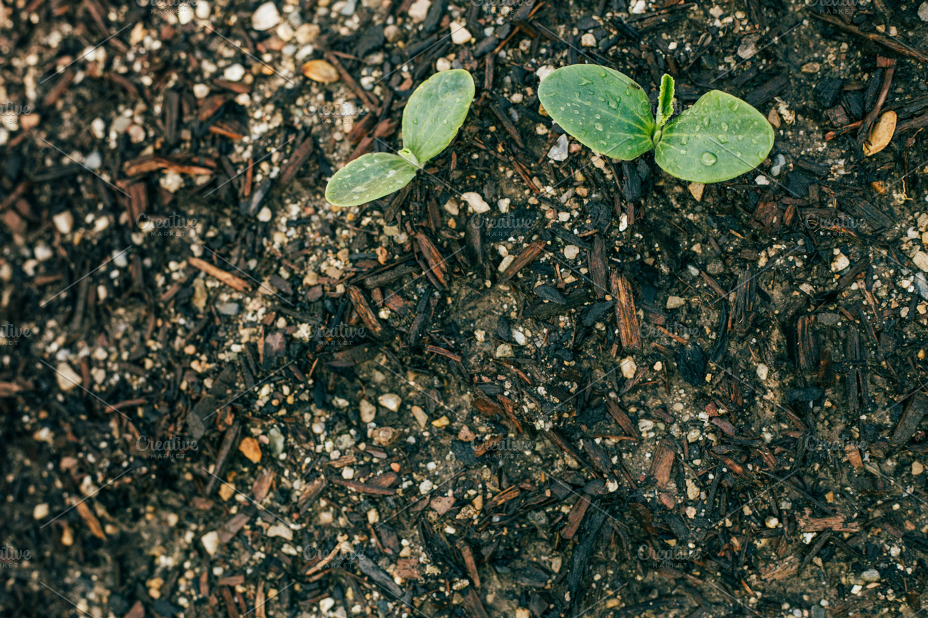 Vegetable sprout 3 stock photo containing garden and sprout, a Health & Medical Photo by MarkieAnn Photography