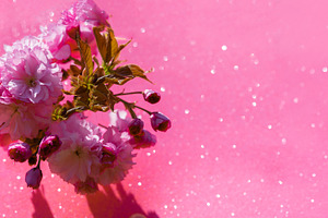 Close-up of pink cherry blossom branch with buds, casting a soft, a Nature Photo by Ales Munt