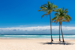 Palm Trees in Tropical Beach, a Nature Photo by Lucky Photographer