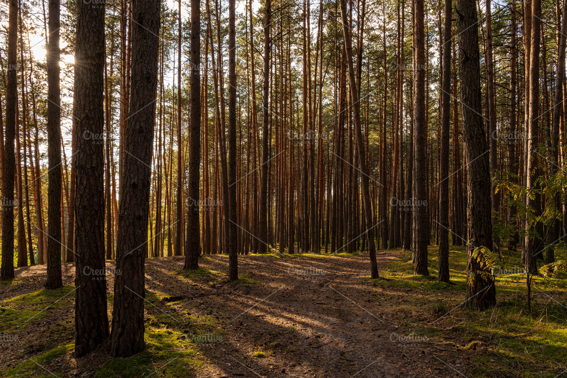 Green moss and grass on a ground in tall pine forest with hiking trail. An outd, a Nature Photo by Eugene_Photo