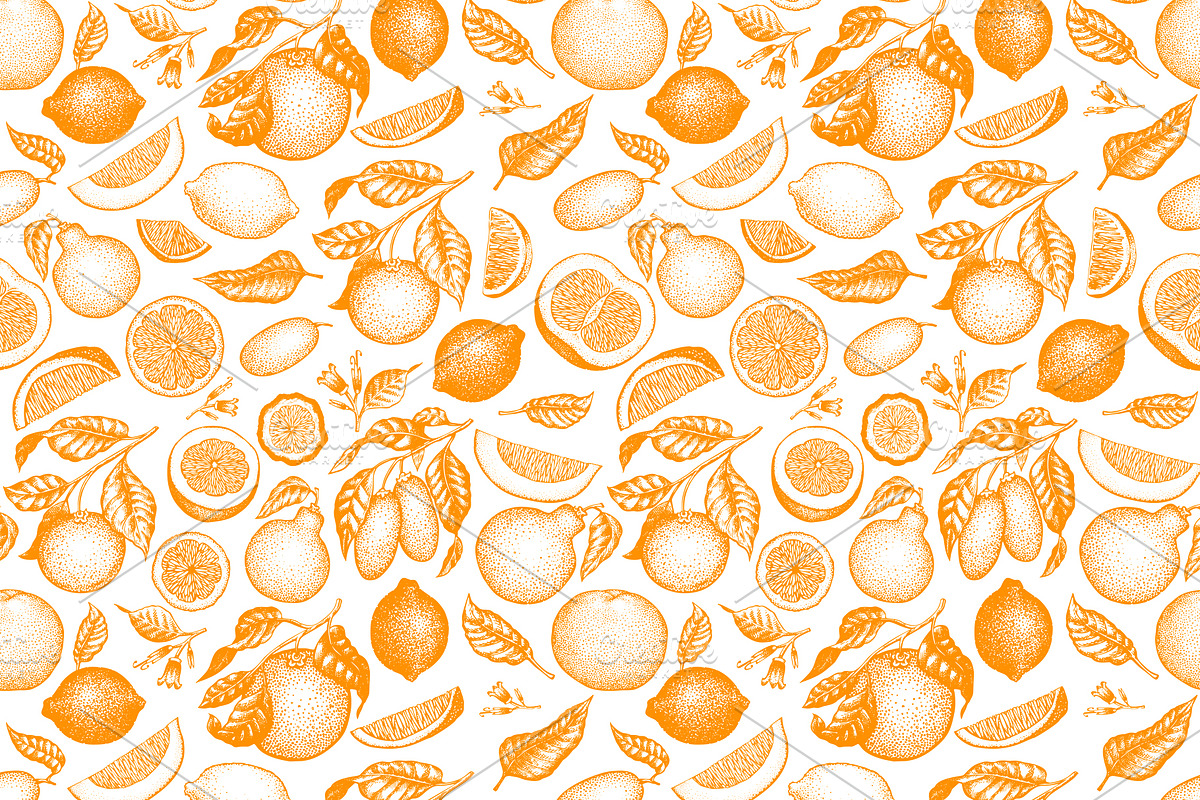 Citrus Vector  Collection, a Food Illustration by Lubov Illustrations Shop (Photo 5 of 5)