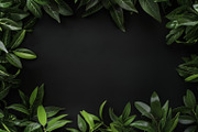 99 Frames of green leaves, a Nature Photo by Handmadefont (Thumbnail 88 of 100)