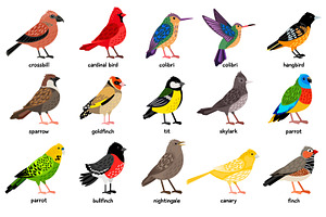 Big Set Of Different Birds