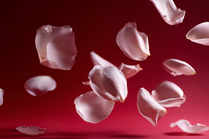 Floating rose petals falling and landing on a crimson surface, s, a Photo by Studio ANNA