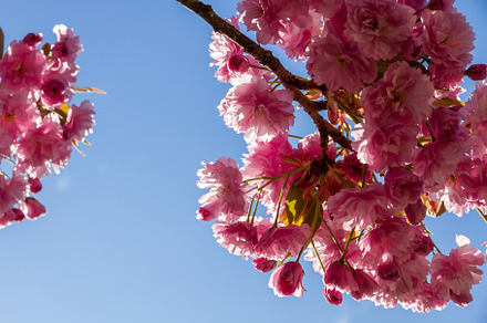Japanese cherry blossom in spring. Closeup view, a Nature Photo by GoodGoods