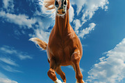 116 Flying animals, an Animal Photo by Handmadefont (Thumbnail 24 of 119)
