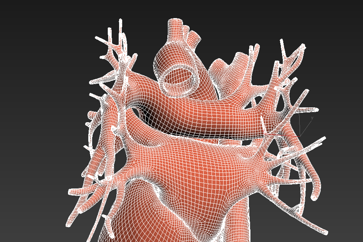 Human heart animated v3, a Characters & Person 3D Model by konstantin.ermolaev (Photo 7 of 8)