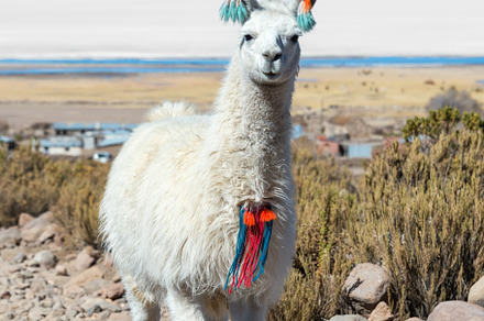 Llama with Uyuni Salt Flats