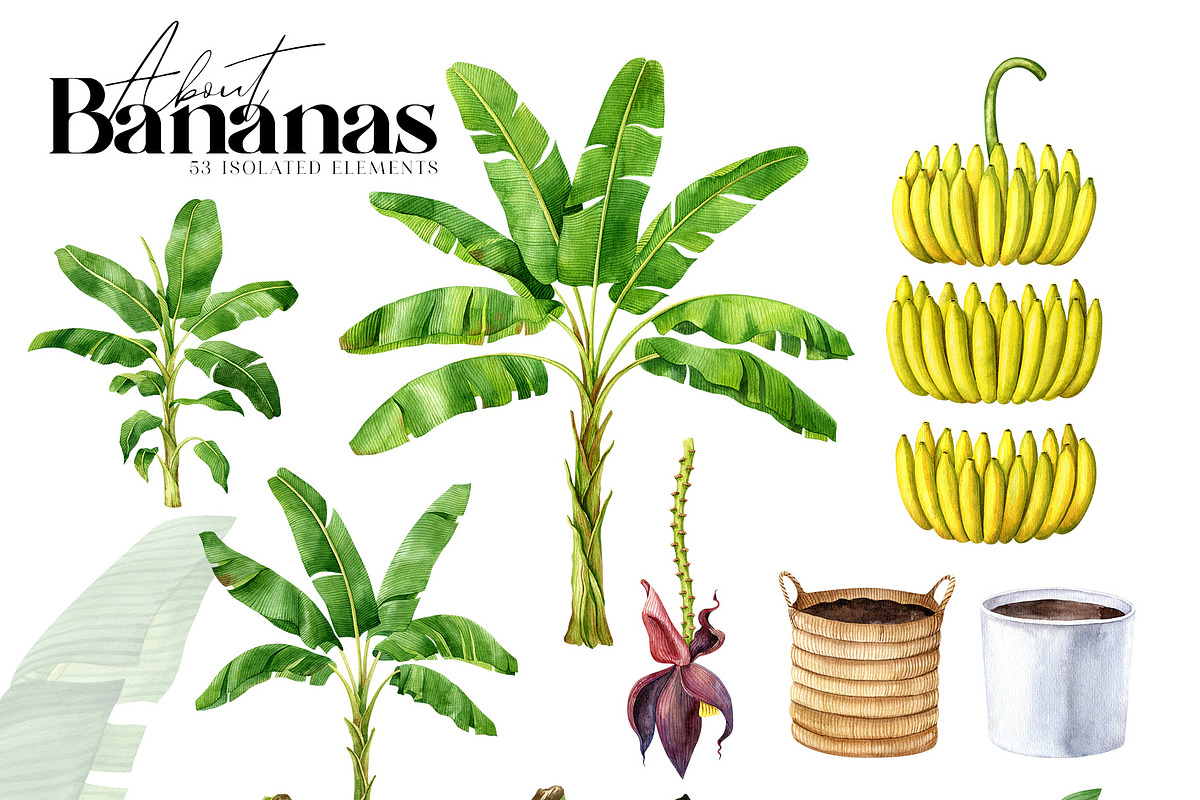 Banana Watercolor Clipart Set, a Food Illustration by Natalia Fedorova (Photo 3 of 8)