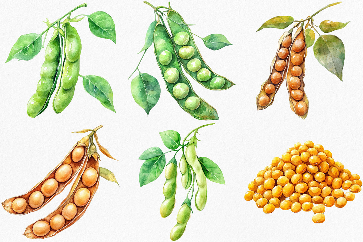 Watercolor Soybean Clipart Bundle, an Illustration by Canvas Craft (Photo 2 of 8)